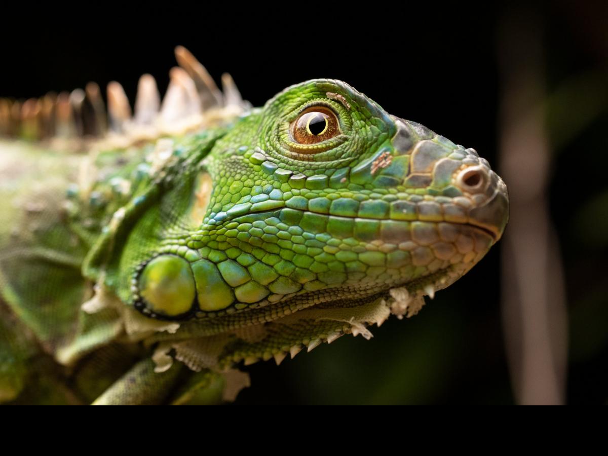 los-paises-con-mas-reptiles-de-europa