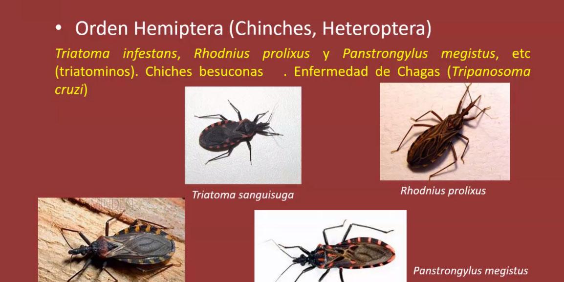 el-60--de-las-enfermedades-humanas-infecciosas-son-zoonoticas