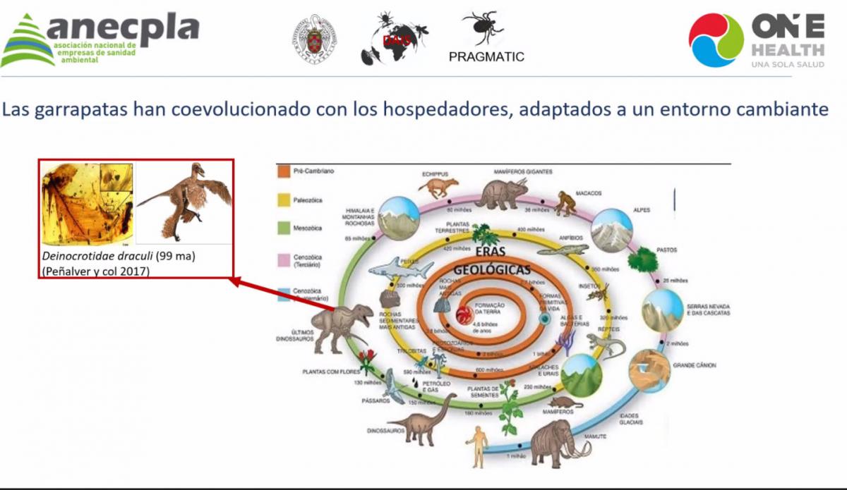 despues-de-los-mosquitos-las-garrapatas-son-los-primeros-vectores-d