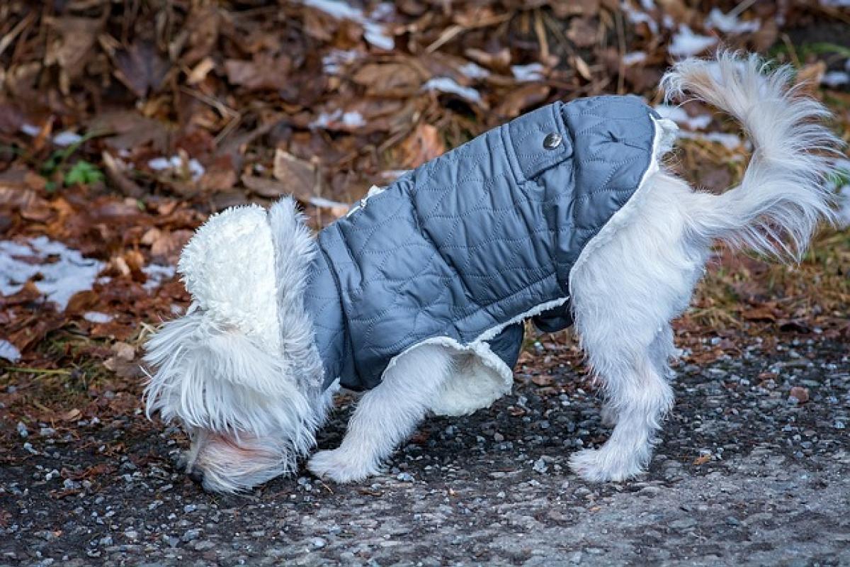 El 14 de enero se celebra el `Día Mundial de vestir a las mascotas´ | IM Veterinaria El 14 de enero se celebra el `Día Mundial de vestir a las mascotas´ | IM Veterinaria