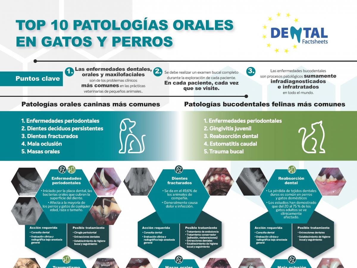 10-patologias-dentales-en-perros-y-gatos