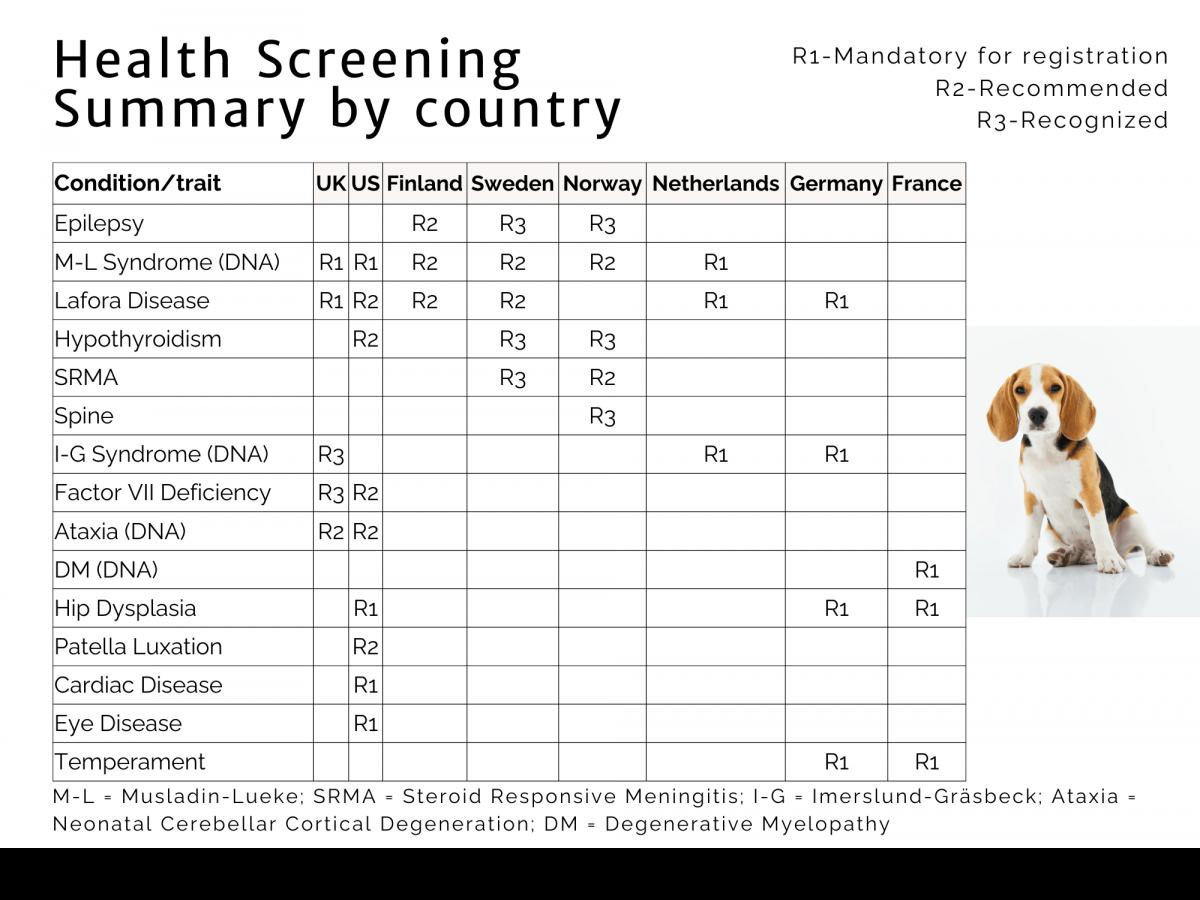 bienestar-del-beagle-ipfd-presenta-informacion-vital-sobre-la-salud