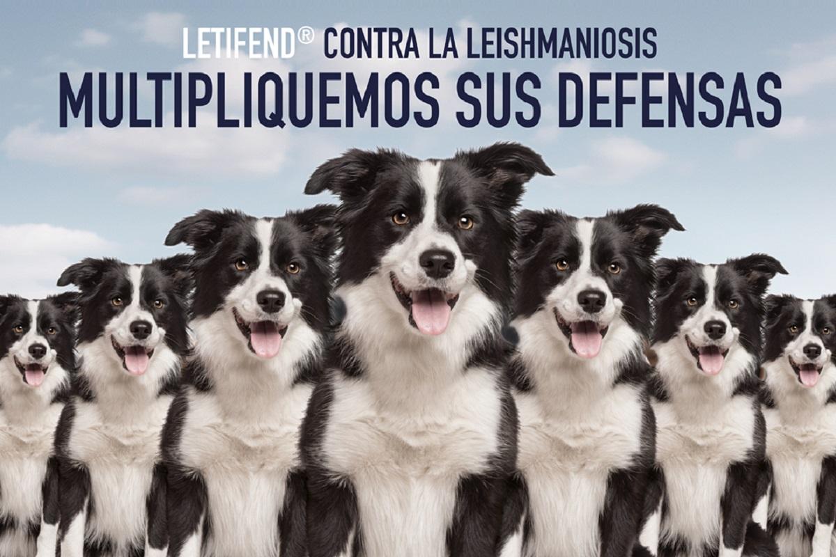 letifend-la-vacuna-esencial-contra-la-leishmaniosis-canina-en-la-ca