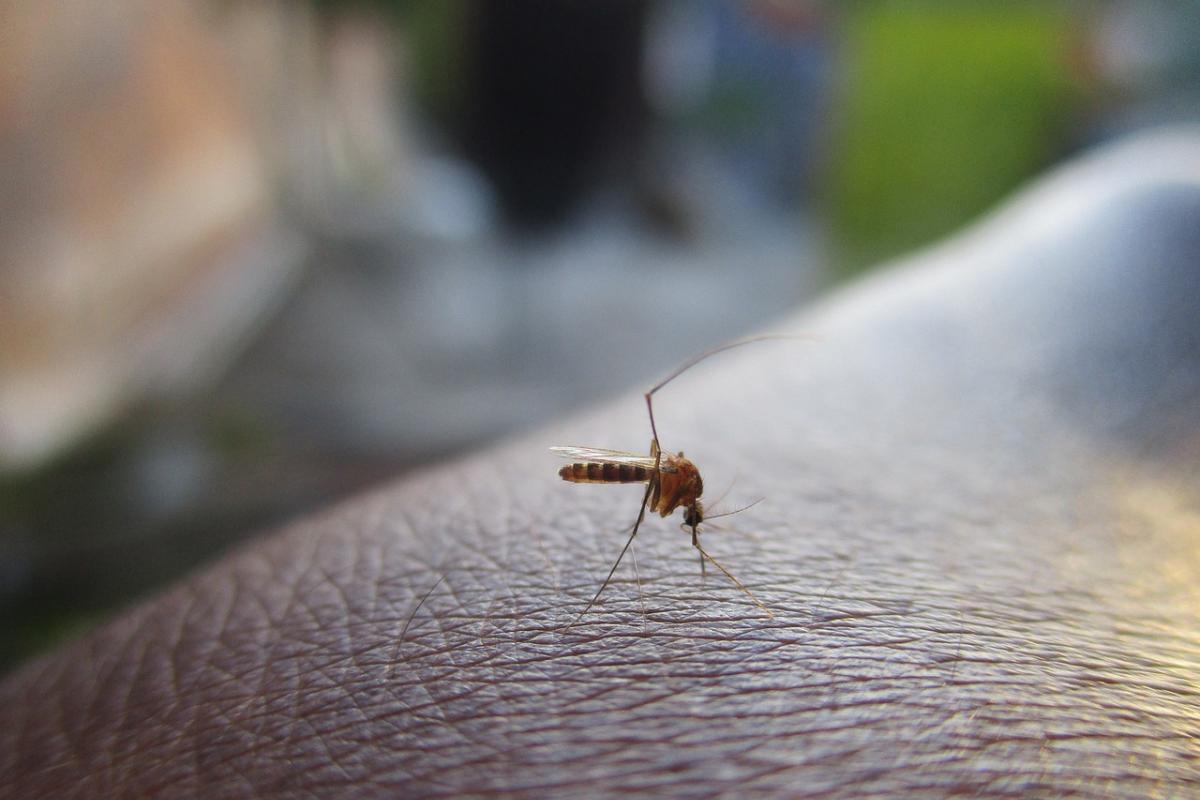 argentina-lucha-contra-su-mayor-epidemia-de-dengue-mientras-el-mosquit
