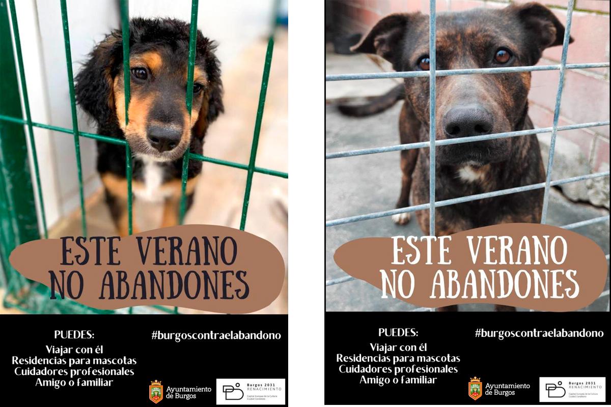 burgos-inicia-campana-de-verano-para-promover-la-tenencia-responsable