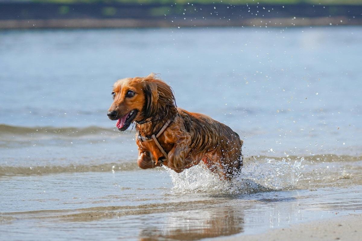 Lola hanging out in the beach