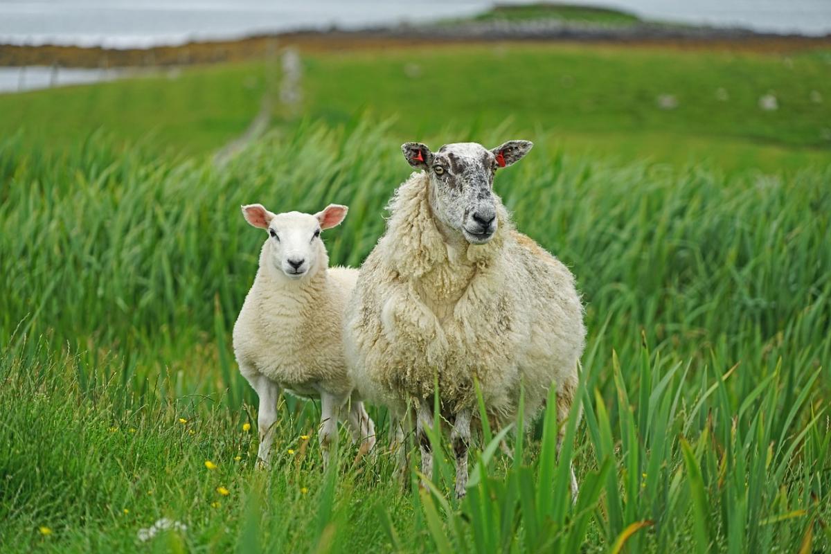 nuevas-recomendaciones-de-la-efsa-para-el-sacrificio-etico-de-animale