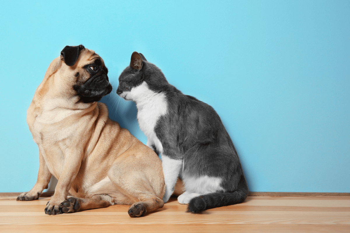 un-paso-mas-cerca-de-una-ley-europea-de-bienestar-de-perros-y-gatos-e