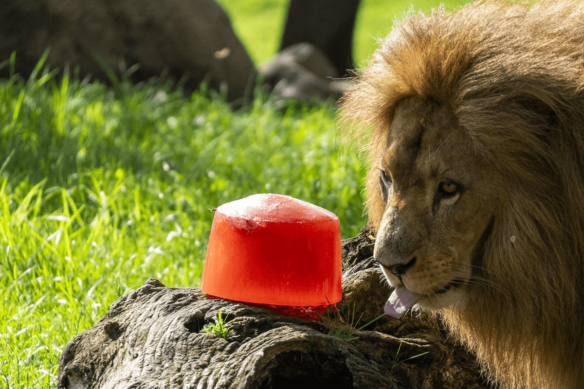 bioparc-valencia-intensifica-medidas-de-bienestar-animal-ante-la-alert