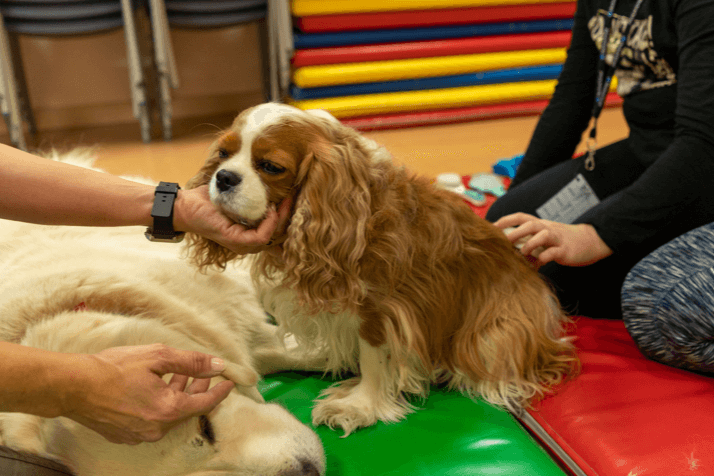 los-beneficios-de-las-intervenciones-asistidas-con-animales-en-el-ento