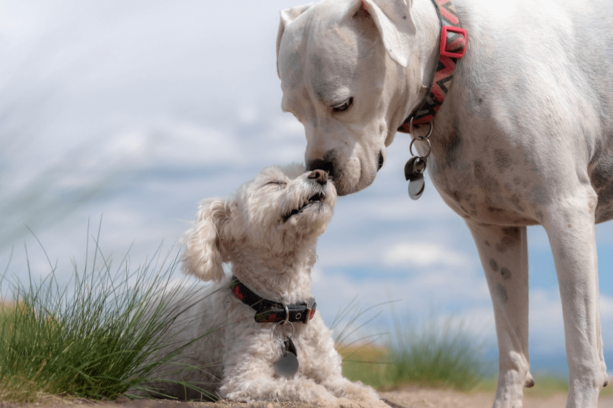 un-estudio-vincula-la-hipersociabilidad-de-los-perros-con-el-sindrome