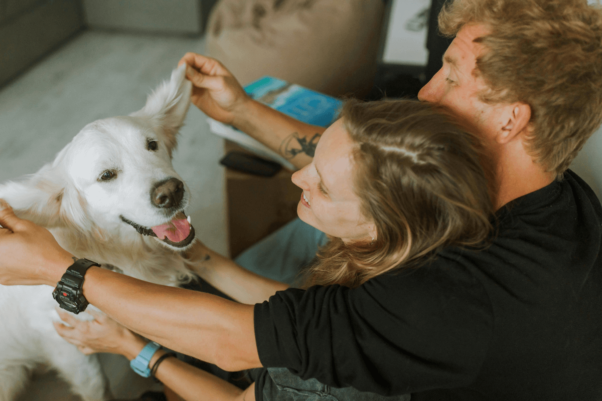 solo-el-45-de-los-perros-rescatados-en-2023-lograron-ser-adoptados-l