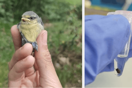 un-estudio-revela-como-los-insectos-vectores-eligen-a-sus-hospedadore