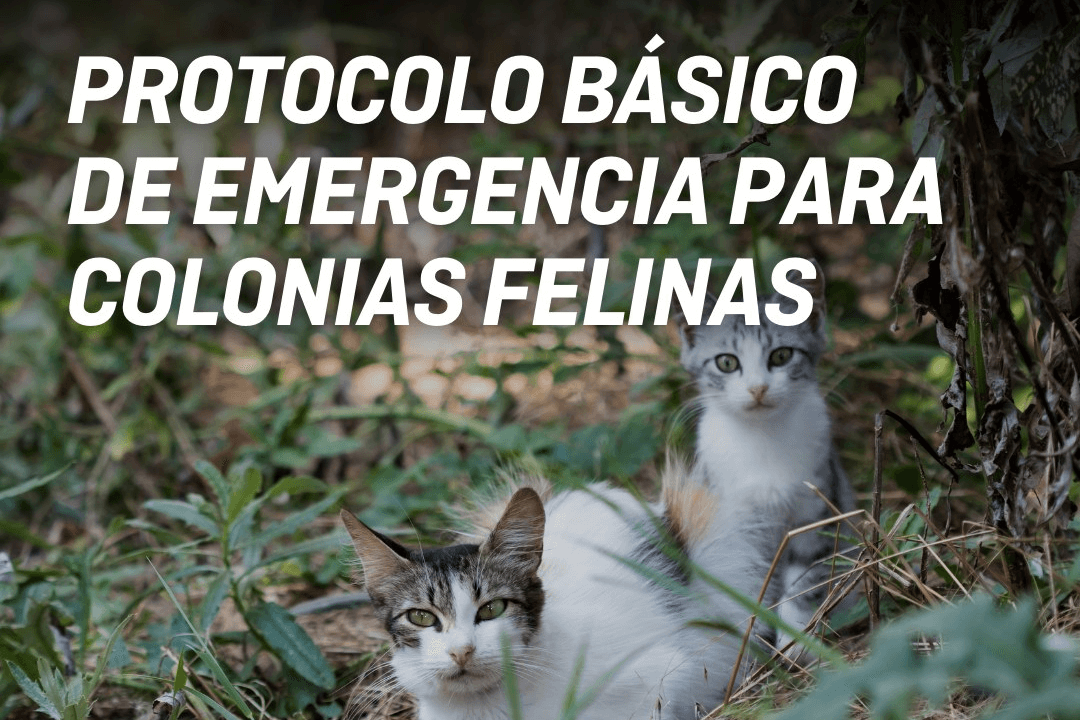 protocolo-basico-para-colonias-felinas-una-guia-frente-a-la-ausenci