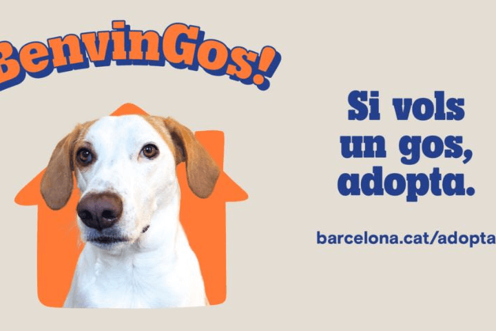 barcelona-impulsa-la-adopcion-de-animales-para-garantizar-su-bienesta