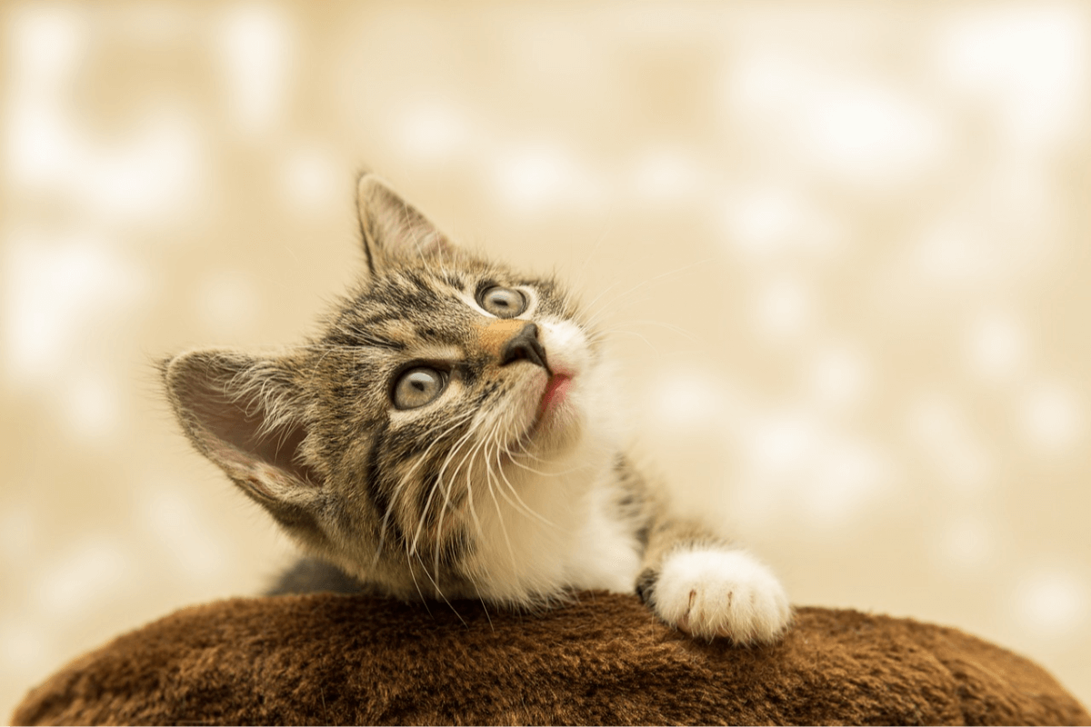 ibiza-lanza-una-campana-de-castracion-de-gatos
