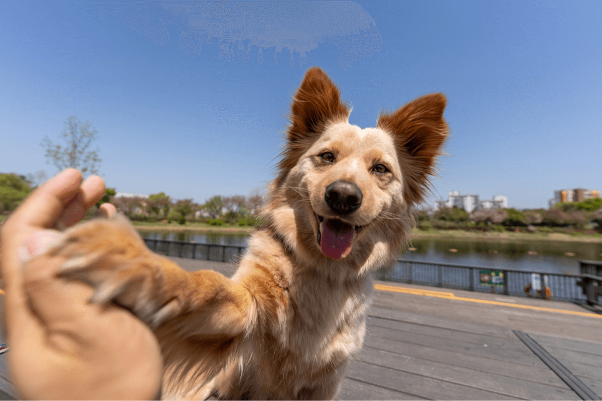los-animales-de-compania-mejoran-la-salud-mental-y-emocional