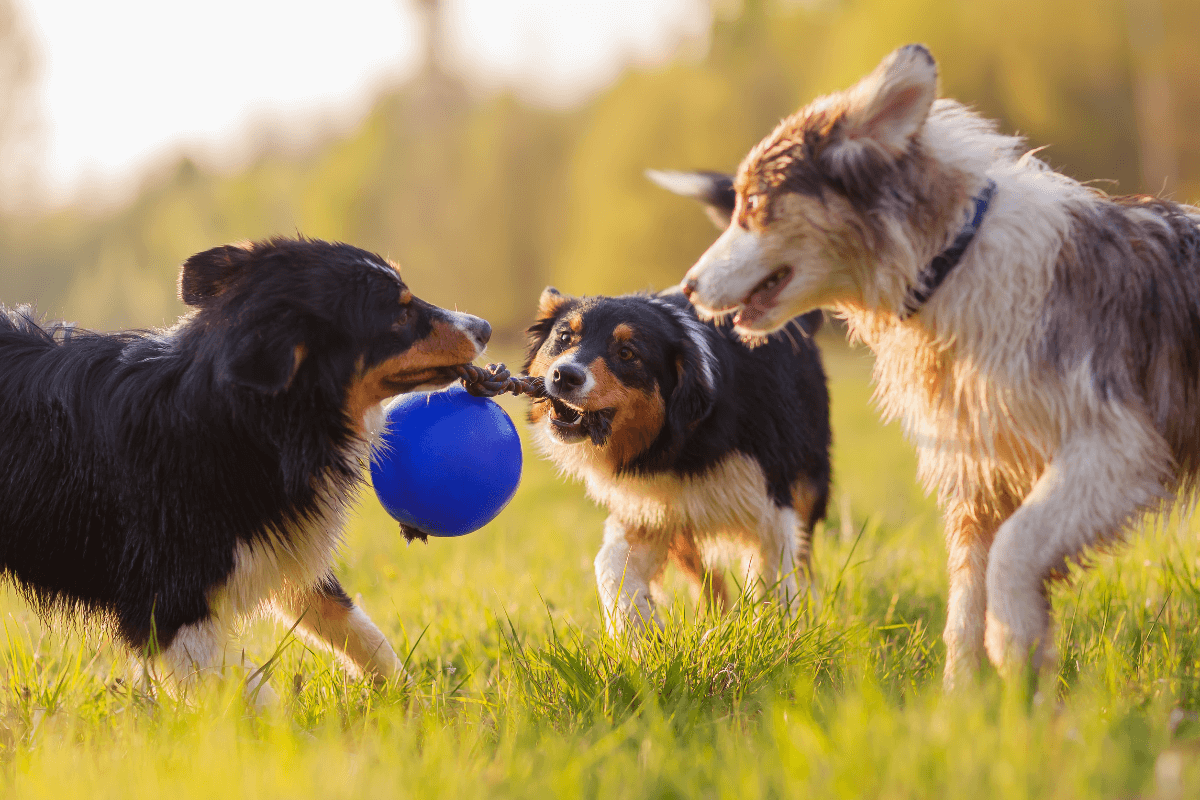 cual-es-el-pais-europeo-mas-amante-de-los-perros