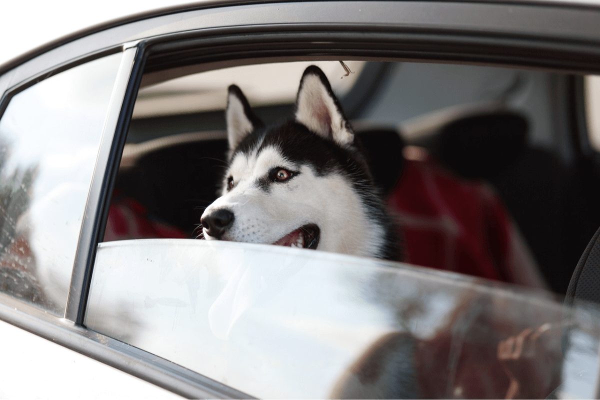 el-imserso-permitira-viajar-con-mascotas-en-los-destinos-de-costa-por