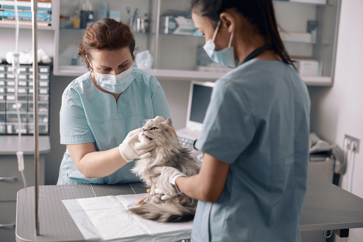 la-facturacion-del-sector-veterinario-espanol-registra-cifras-recor
