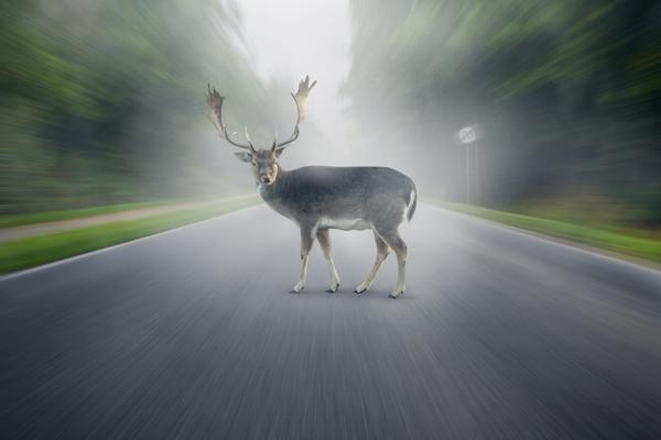 accidente de traacutefico con animales iquestqueacute hago accidente de traacutefico con animales iquestqueacute hago