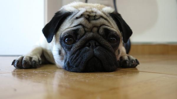 adquirir un bulldog o un carlino quotcontribuye al maltrato animalquot adquirir un bulldog o un carlino quotcontribuye al maltrato animalquot