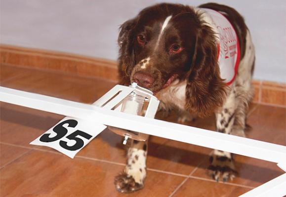 la aecc y la fe trabajaraacuten para la sentildealizacioacuten del caacutencer de proacutestata mediante el olfato canino la aecc y la fe trabajaraacuten para la sentildealizacioacuten del caacutencer de proacutestata mediante el olfato canino