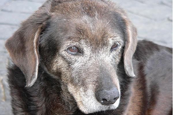 alimentacioacuten de perros y gatos en edad avanzada alimentacioacuten de perros y gatos en edad avanzada