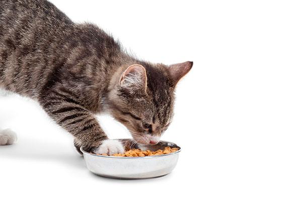los alimentos con sabor a pescado una de las causas del hipertiroidismo felino los alimentos con sabor a pescado una de las causas del hipertiroidismo felino
