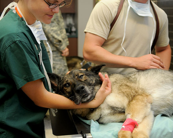 hacia una anestesia epidural maacutes segura para perros hacia una anestesia epidural maacutes segura para perros