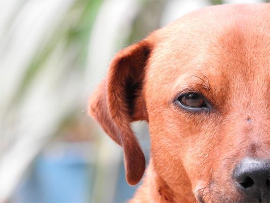 la ansiedad posible causa del pelo gris en los perros la ansiedad posible causa del pelo gris en los perros