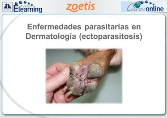 avepa organiza el curso online quotenfermedades parasitarias en dermatologiacutea ectoparasitosisquot avepa organiza el curso online quotenfermedades parasitarias en dermatologiacutea ectoparasitosisquot