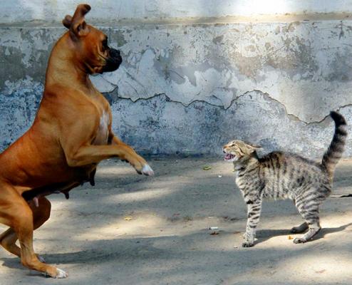 cada maacutes perros
