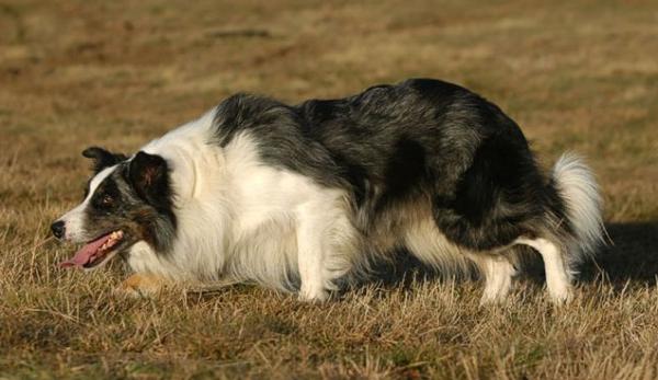 la caiacuteda de la fertilidad canina podriacutea estar causada por contaminantes ambientales la caiacuteda de la fertilidad canina podriacutea estar causada por contaminantes ambientales