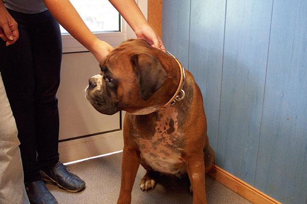 un caso praacutectico en dermatologiacutea con un perro boacutexer un caso praacutectico en dermatologiacutea con un perro boacutexer