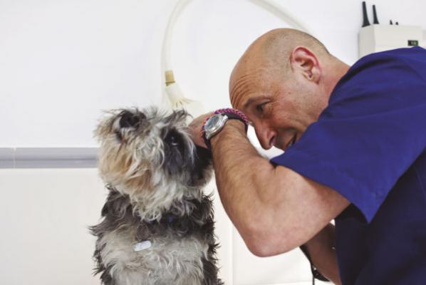 un centro de referencia en traumatologiacutea y cirugiacutea de columna veterinaria un centro de referencia en traumatologiacutea y cirugiacutea de columna veterinaria