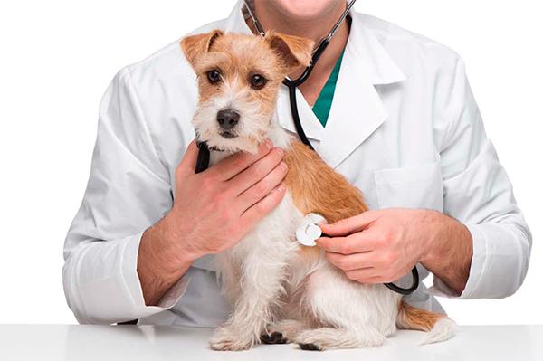 ciudadanos presenta una pnl para unificar la gestioacuten de los servicios veterinarios oficiales ciudadanos presenta una pnl para unificar la gestioacuten de los servicios veterinarios oficiales