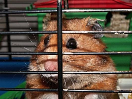 clausurada una tienda de perros y gatos en barcelona por infracciones de la ley de proteccioacuten de los animales clausurada una tienda de perros y gatos en barcelona por infracciones de la ley de proteccioacuten de los animales