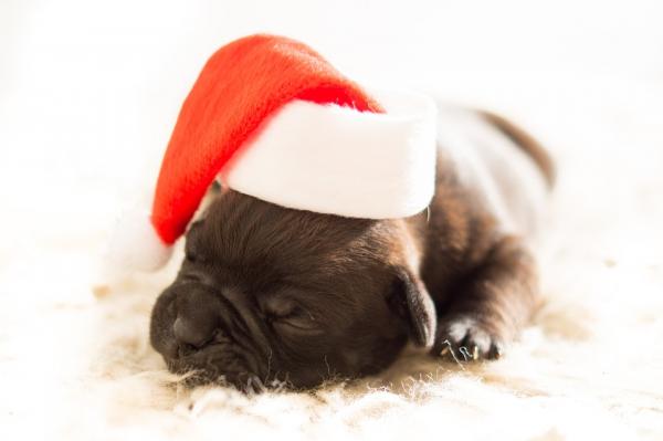 el colegio de veterinarios de madrid pide 39reflexionar39 antes de regalar una mascota en navidad el colegio de veterinarios de madrid pide 39reflexionar39 antes de regalar una mascota en navidad