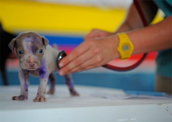 el colegio de veterinarios de sevilla denuncia un caso de intrusismo en los juzgados el colegio de veterinarios de sevilla denuncia un caso de intrusismo en los juzgados