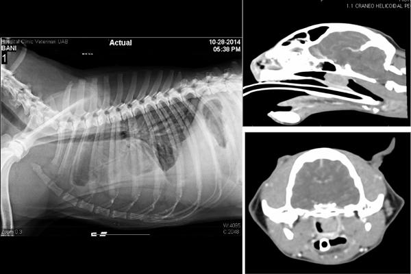 colvet organiza un curso online sobre enfermedades respiratorias en perros y gatos colvet organiza un curso online sobre enfermedades respiratorias en perros y gatos