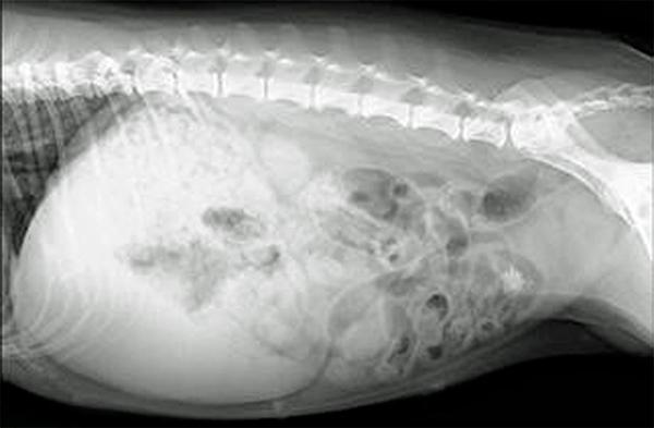 colvet organiza un curso online sobre radiologiacutea abdominal en pequentildeos animales colvet organiza un curso online sobre radiologiacutea abdominal en pequentildeos animales