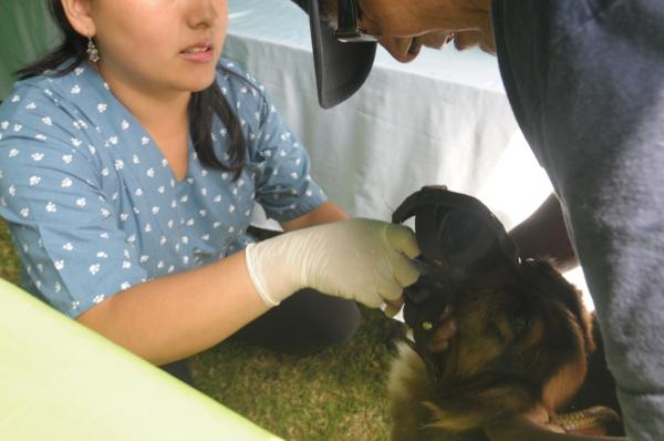 la comunidad de madrid no fijaraacute precios maacuteximos para vacunacioacuten de mascotas la comunidad de madrid no fijaraacute precios maacuteximos para vacunacioacuten de mascotas