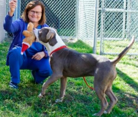 las consecuencias de identificar a un perro de raza pit bull y que no lo sea las consecuencias de identificar a un perro de raza pit bull y que no lo sea