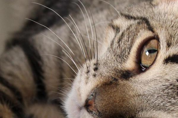 consejos para la llegada de un gato a casanbsp consejos para la llegada de un gato a casanbsp