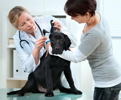 10 consejos para sacar el maacuteximo partido a las visitas al veterinario 10 consejos para sacar el maacuteximo partido a las visitas al veterinario