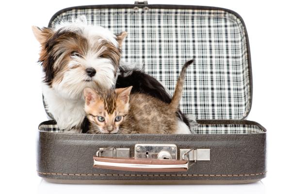 consejos para viajar con nuestras mascotas en semana santa consejos para viajar con nuestras mascotas en semana santa