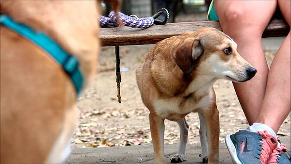 coveca impulsa su tercera campantildea de esterilizacioacuten e identificacioacuten de animales de compantildeiacutea coveca impulsa su tercera campantildea de esterilizacioacuten e identificacioacuten de animales de compantildeiacutea
