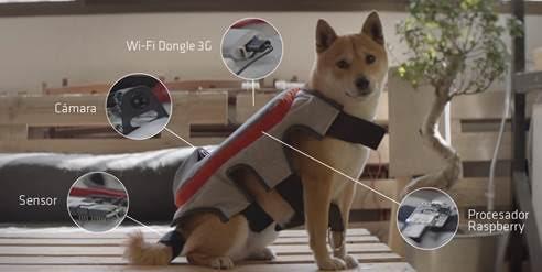 crean el primer dispositivo que interpreta los momentos de felicidad de los perros crean el primer dispositivo que interpreta los momentos de felicidad de los perros