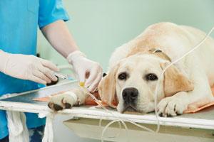 disentildean una escala multifactorial para evaluar maacutes faacutecilmente el grado de sedacioacuten en perros disentildean una escala multifactorial para evaluar maacutes faacutecilmente el grado de sedacioacuten en perros